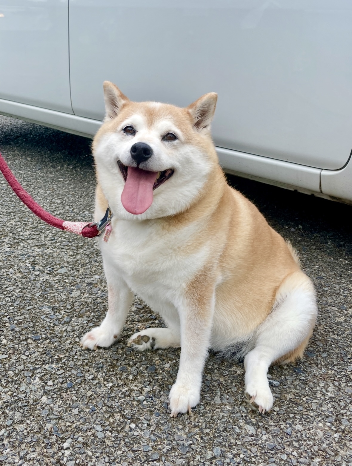 あずきちゃん