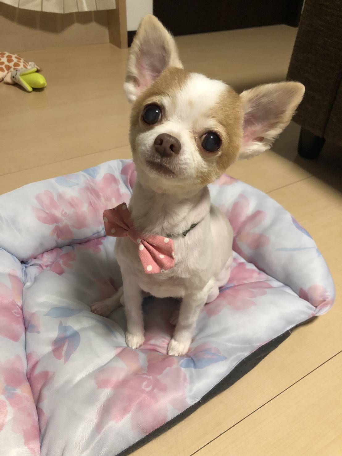 ぴんちゃん