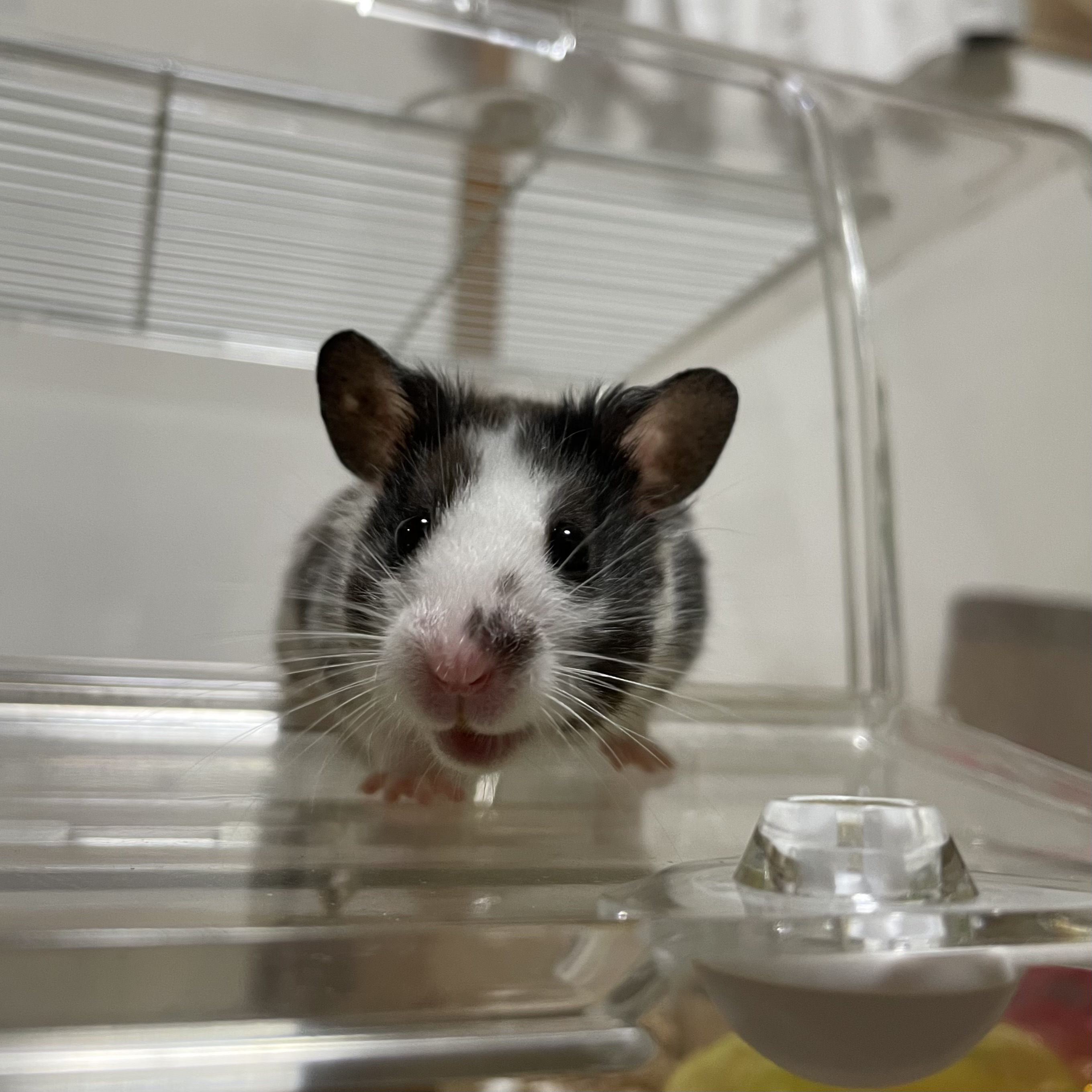 ロゴちゃん