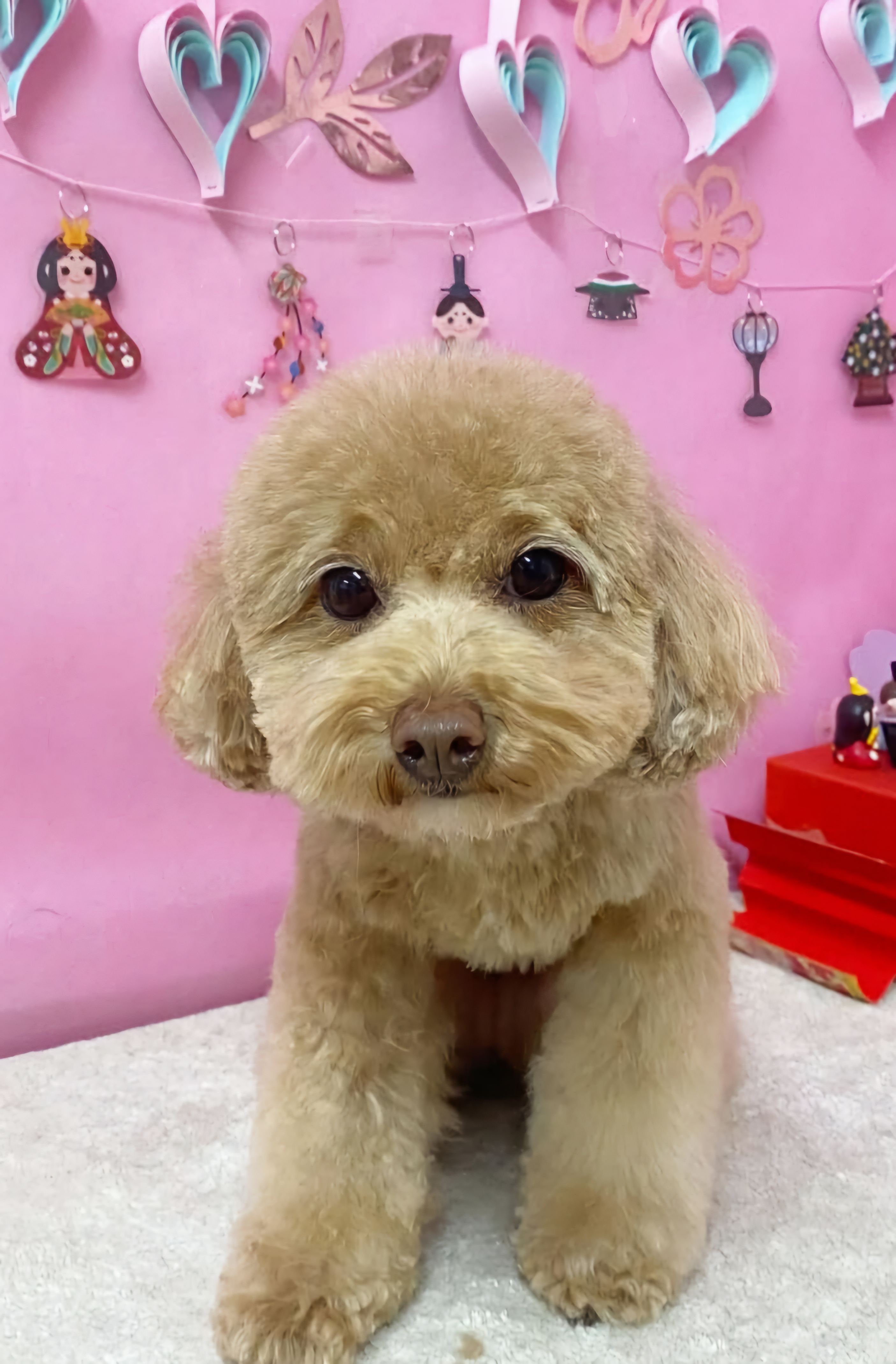 ひなちゃん