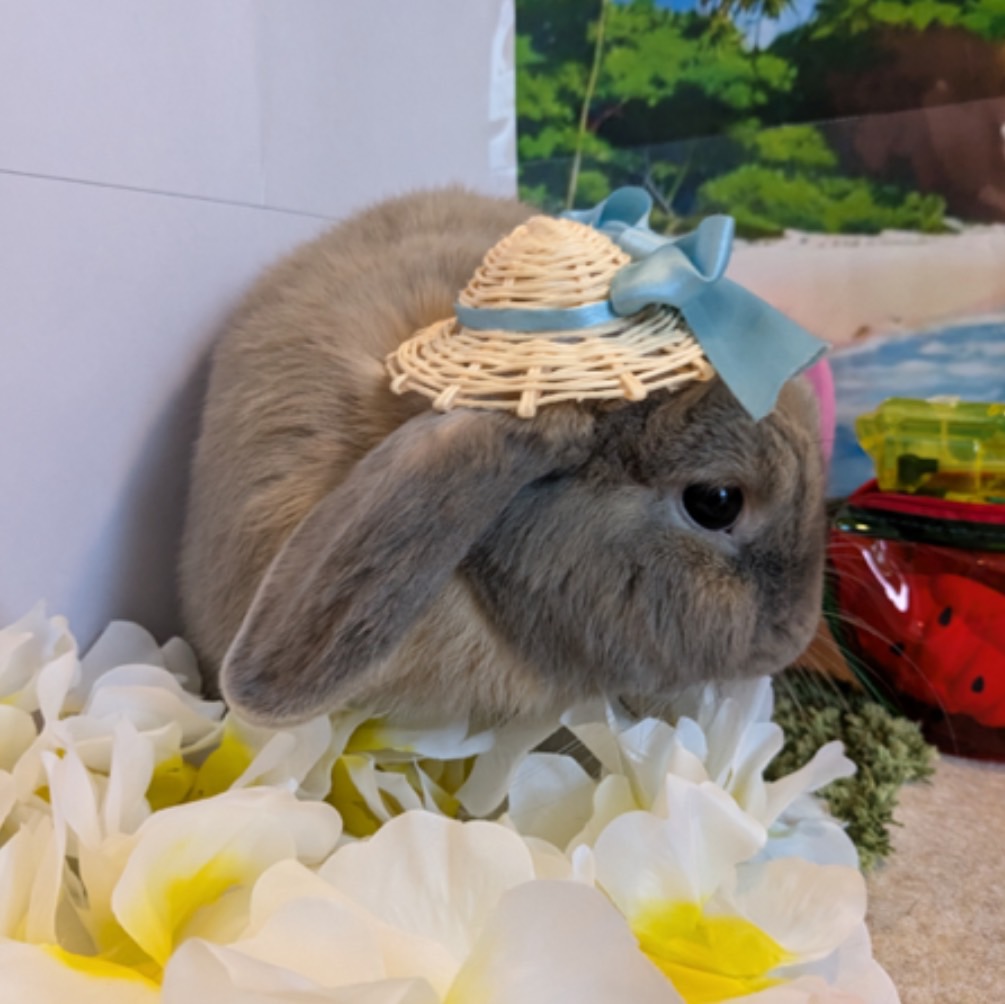ラテちゃん