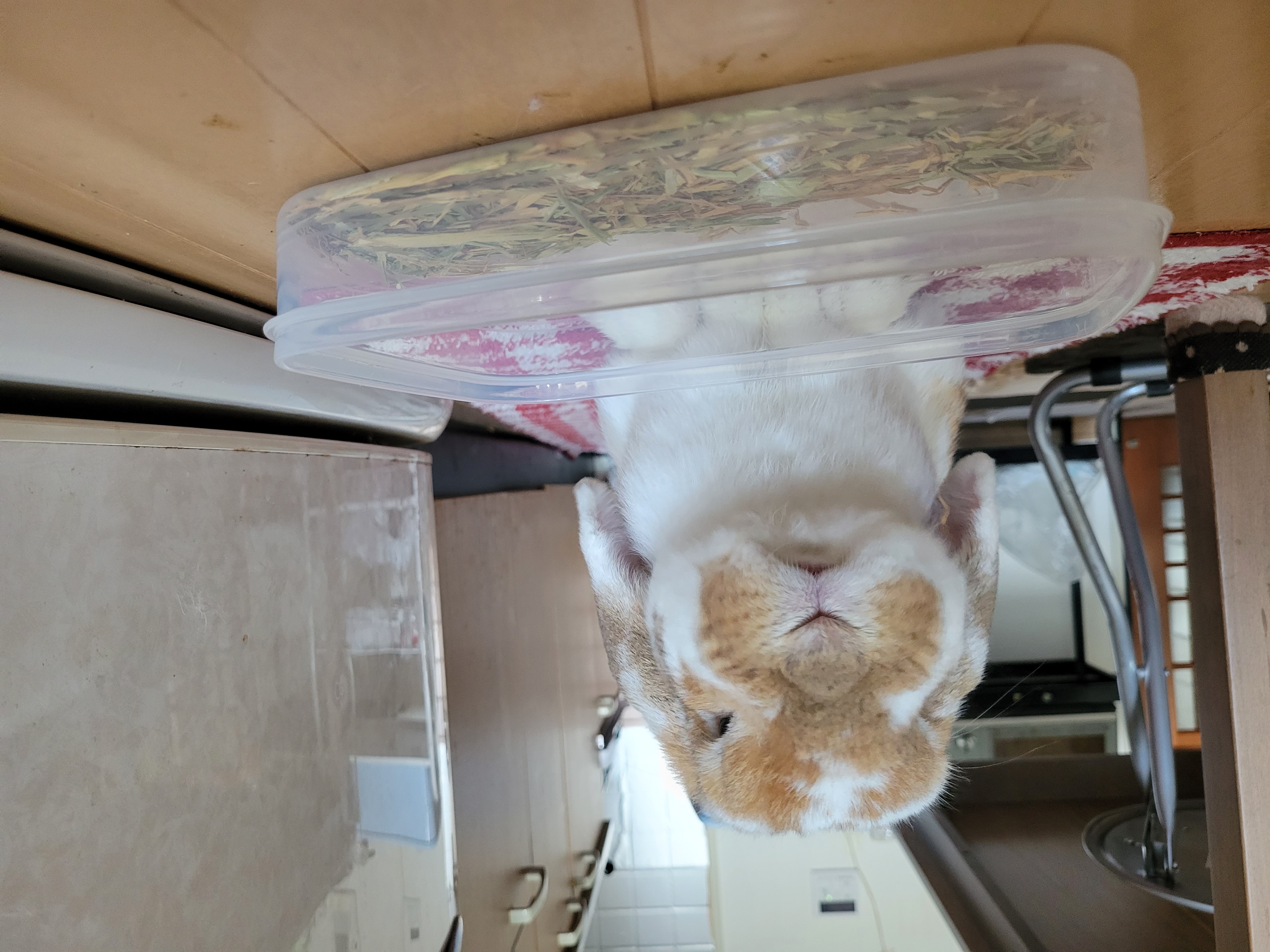 うさ吉ちゃん