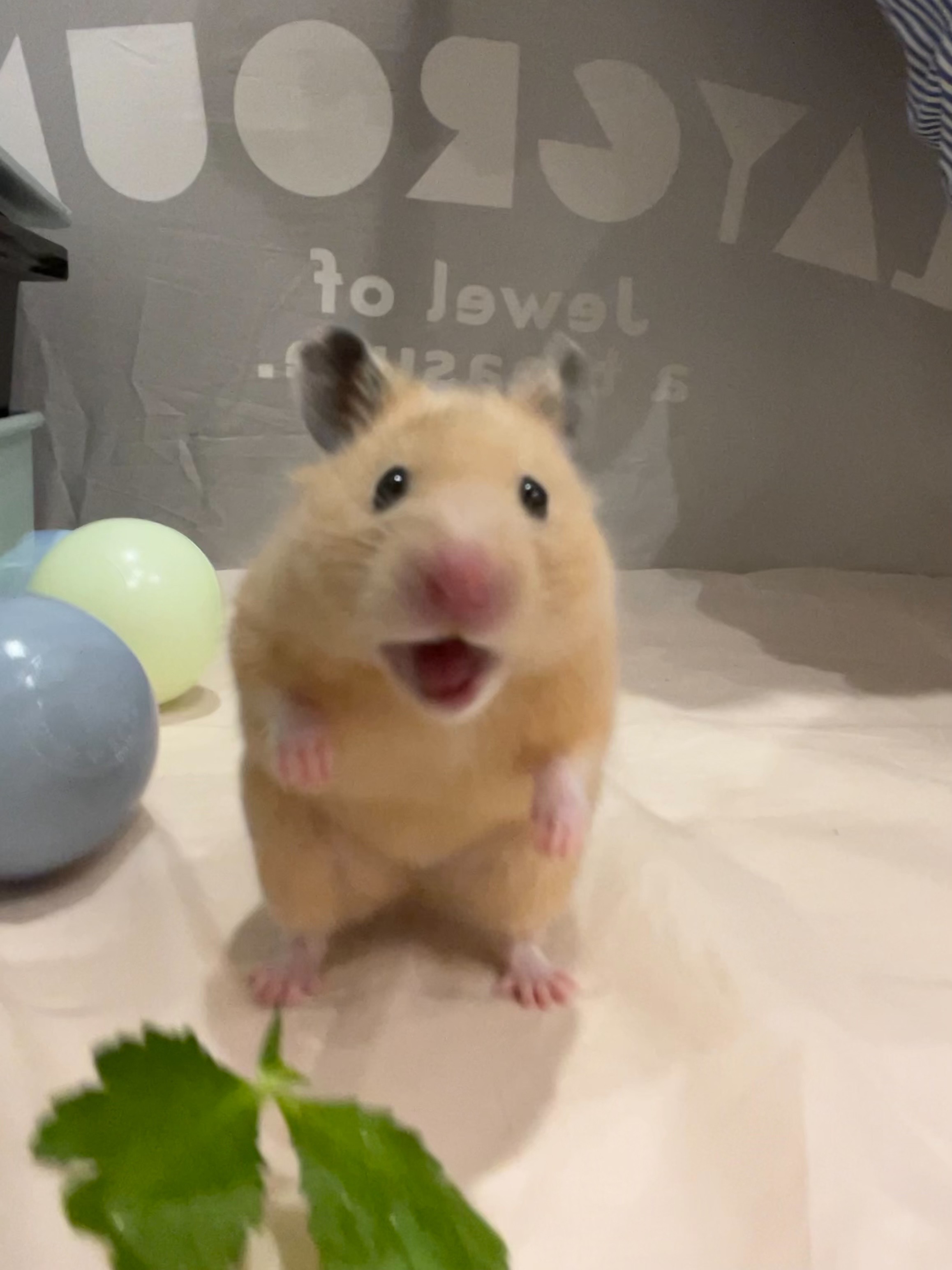 わどちゃん