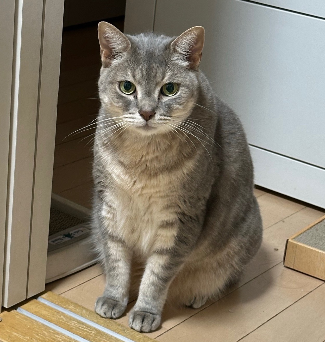 メルちゃん
