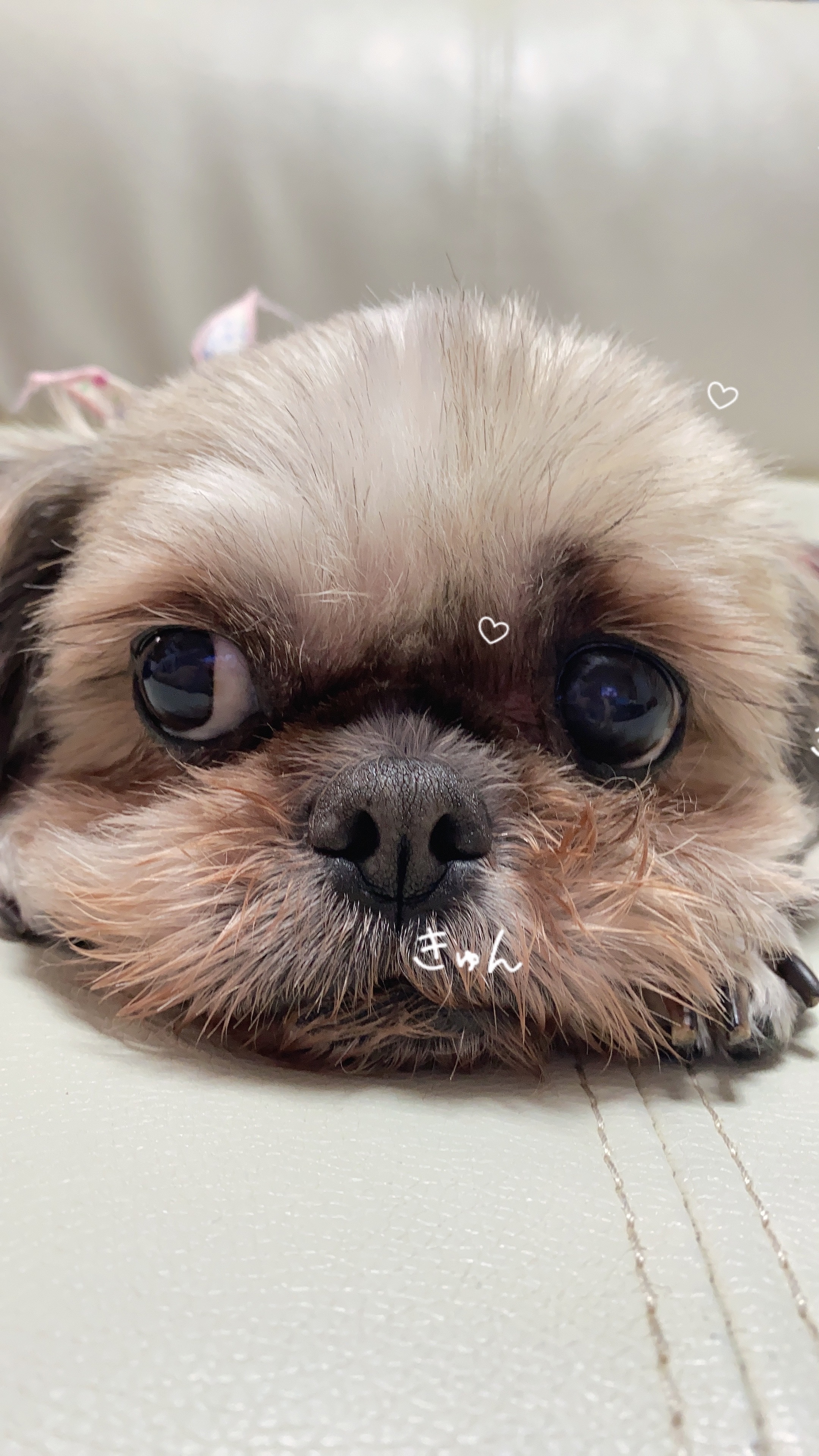 プリティちゃん