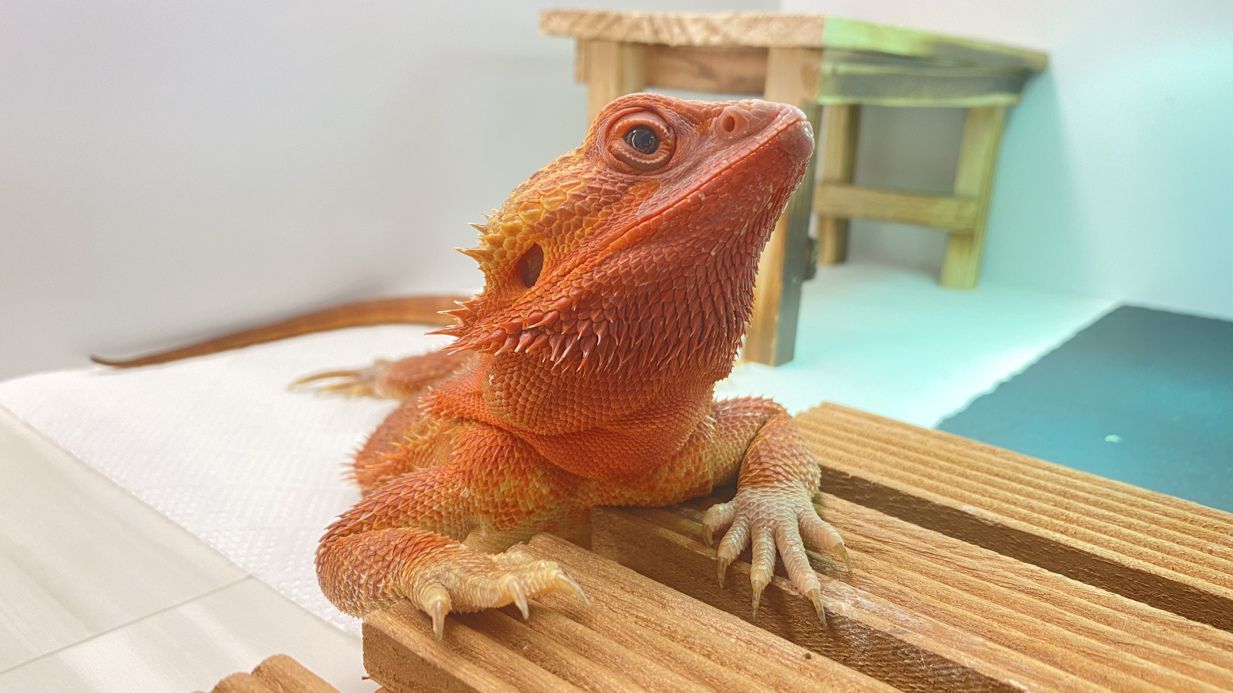 ティナ子ちゃん