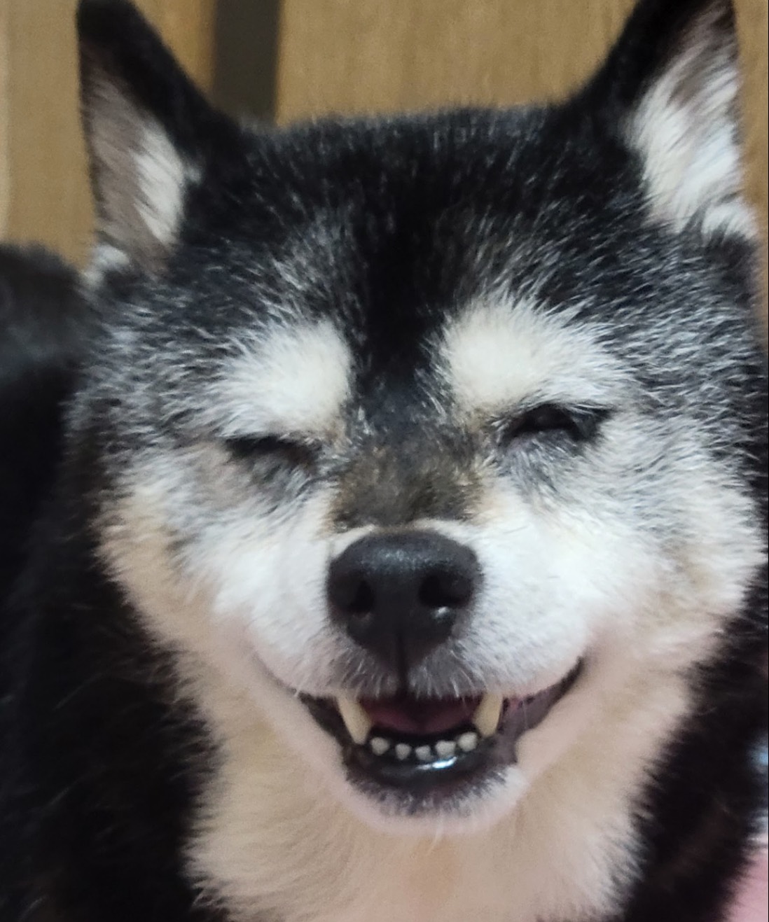 チャッピーちゃん