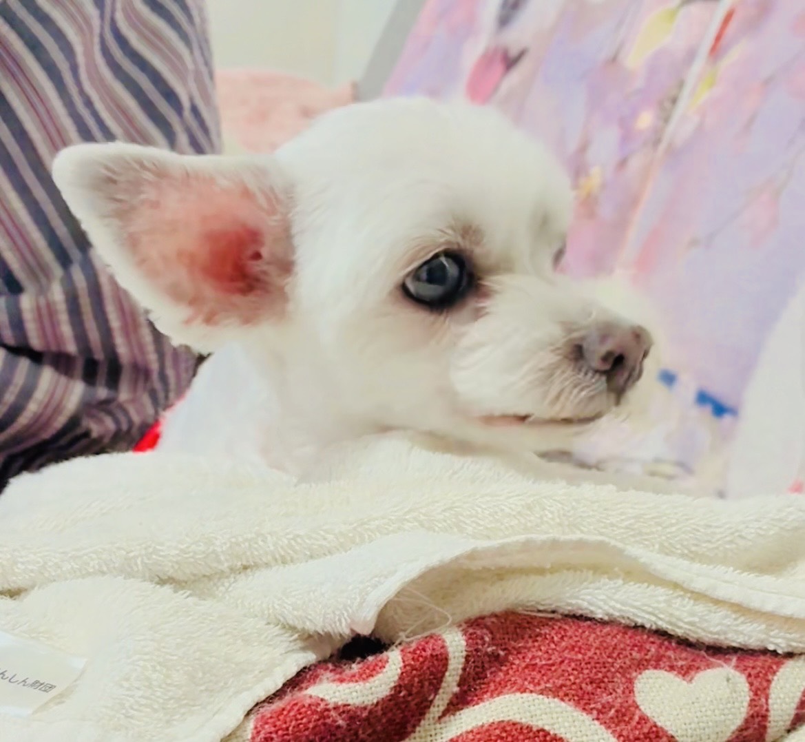 ミルクちゃん