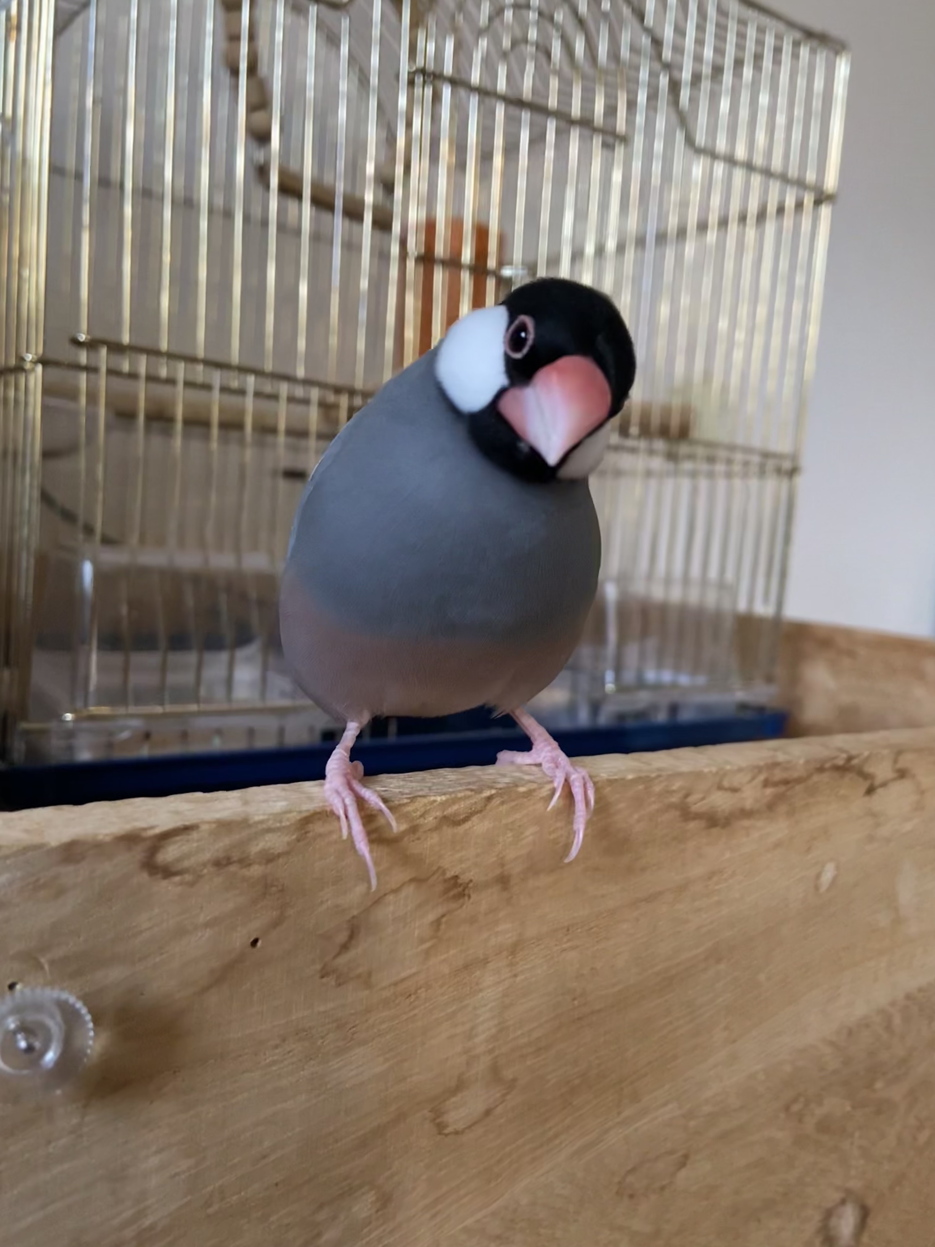 ふぃちゃん
