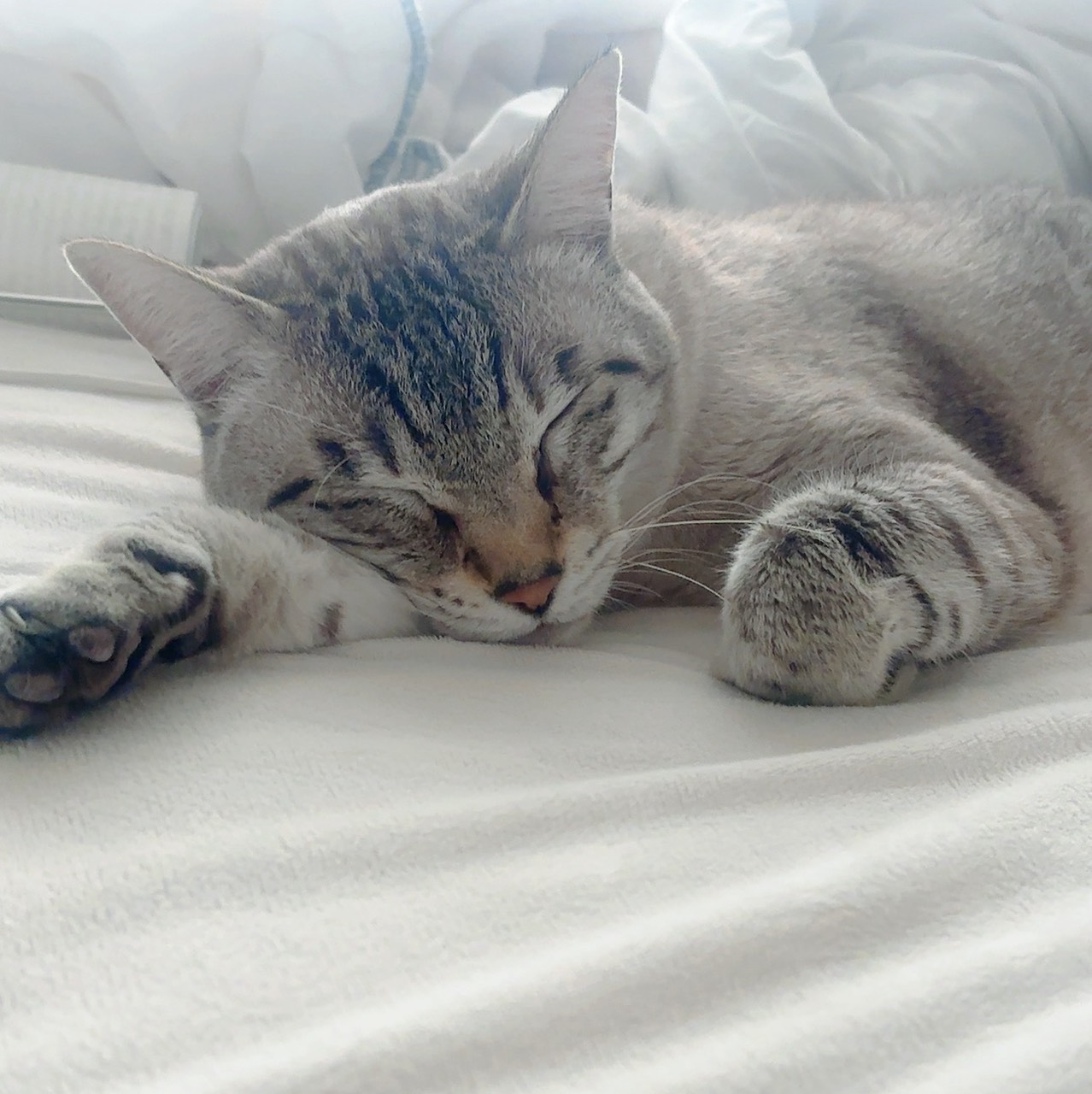 ホワラちゃん