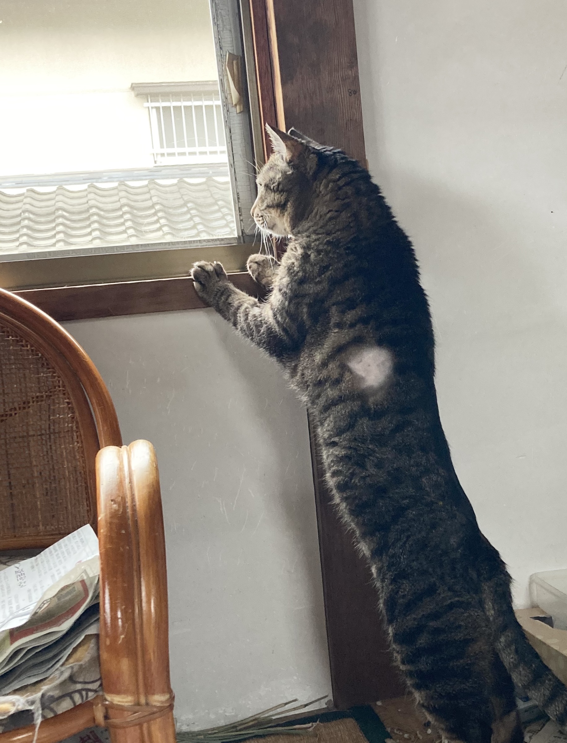 次郎ちゃん