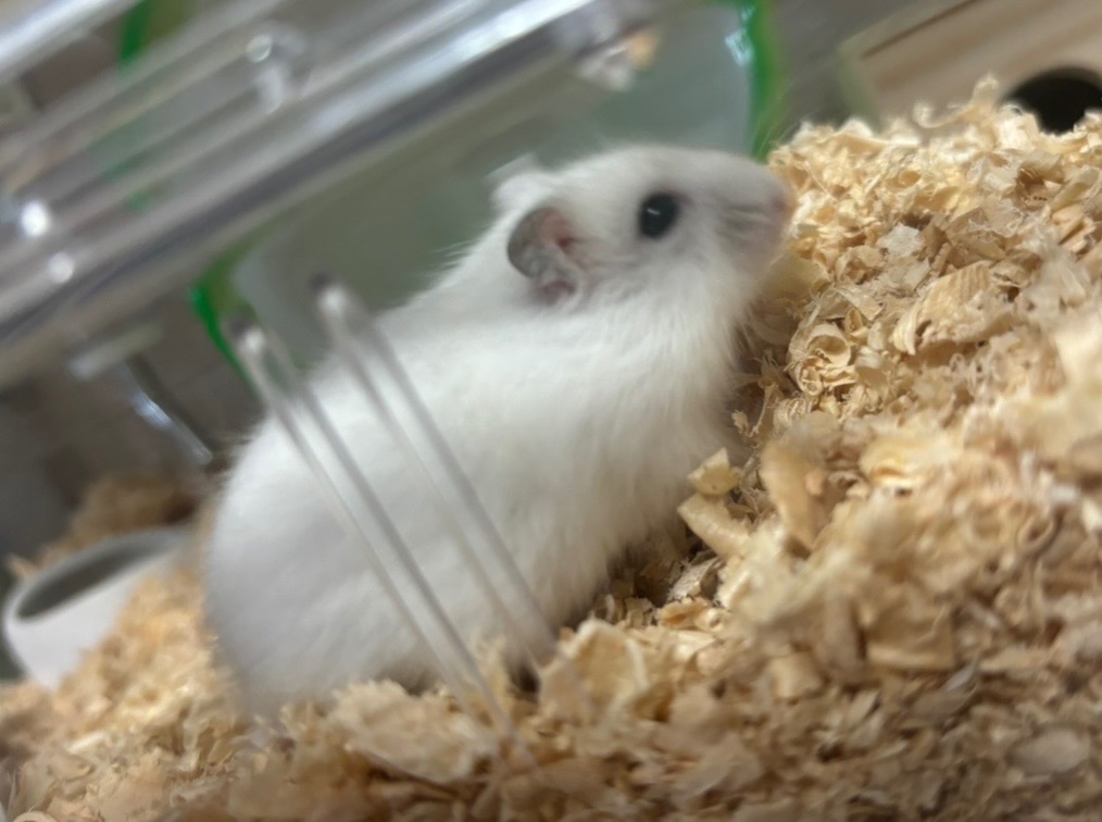 ハムキングちゃん