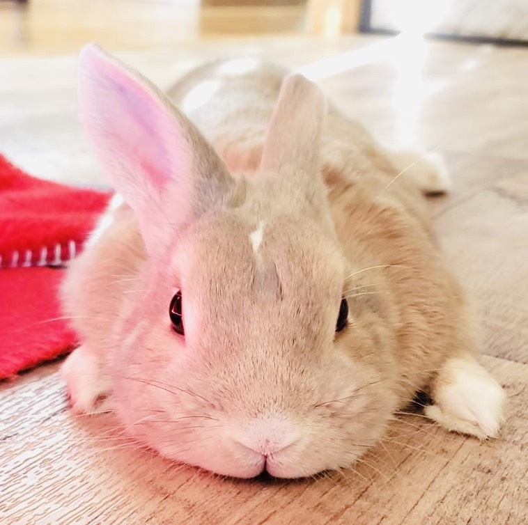 わびすけちゃん