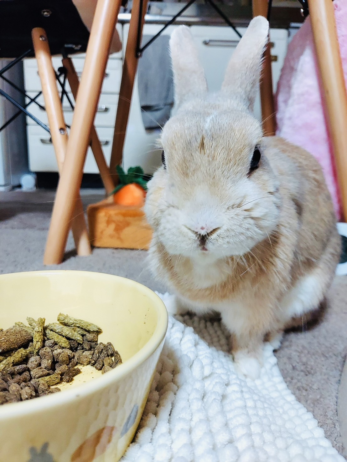 わびすけちゃん
