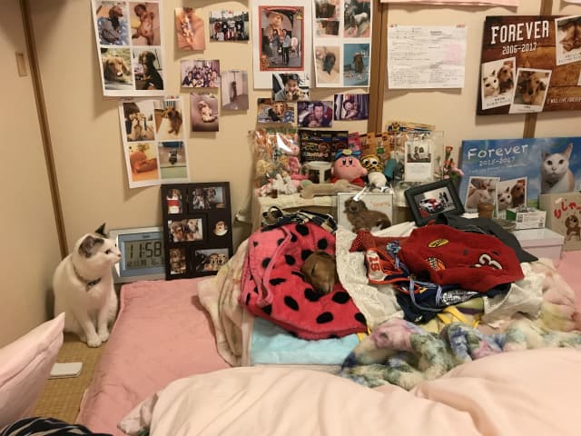 リシャールが寝てる写真